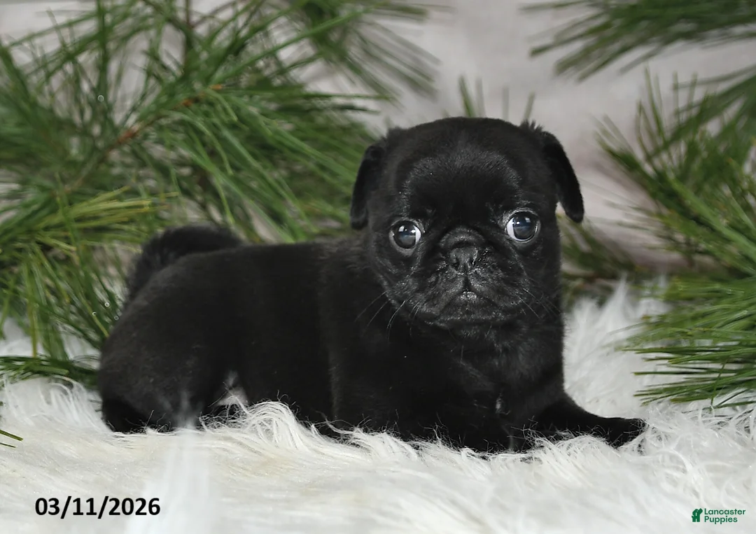 Pug dogs for sale: Emily - Ad 2