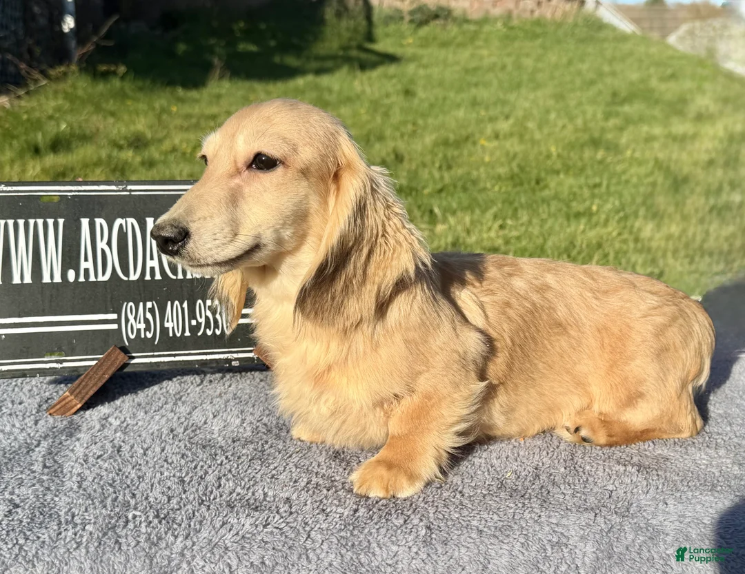 Miniature Dachshund dogs for sale: Cream - Ad 2