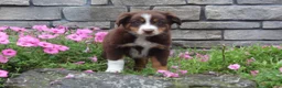 Australian Shepherd dogs for sale: Peaches  - Ad 4