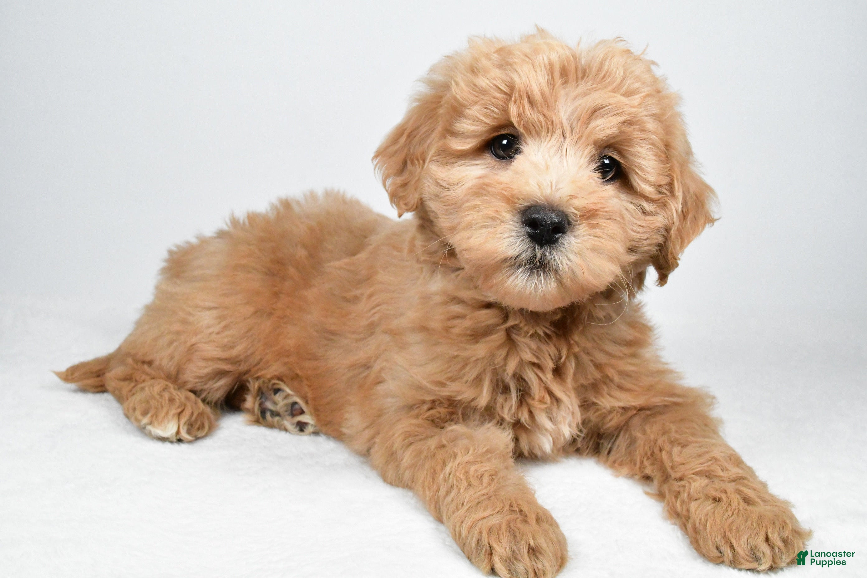 Mini Goldendoodle dogs for sale: Louie - Ad 1