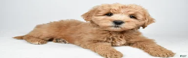 Louie