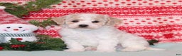 Bichpoo dogs for sale: Yuletide - Ad 1