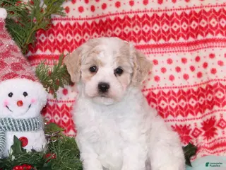 Bichpoo dogs Yuletide - Ad 30