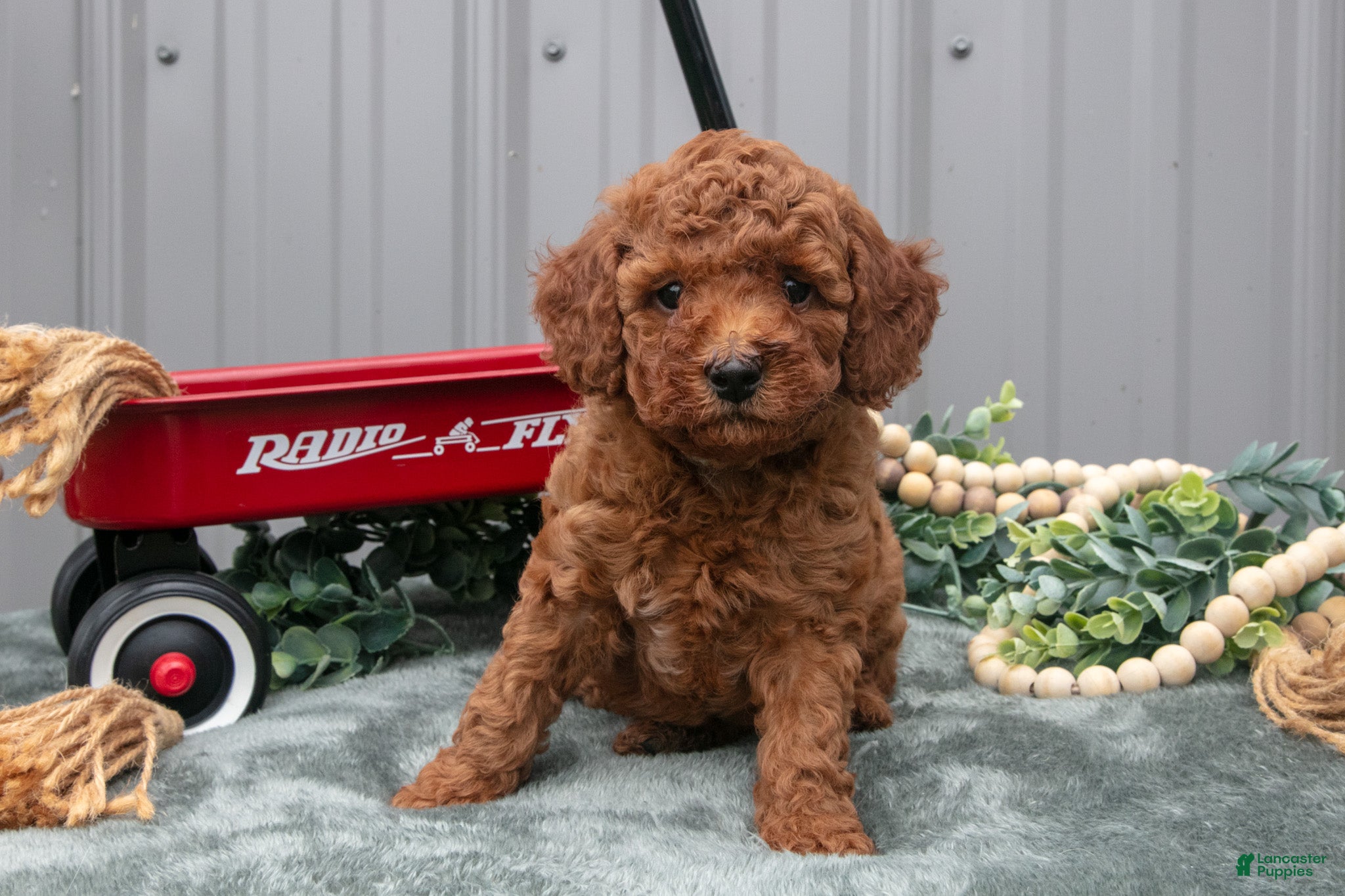 Toy Poodle dogs Parker - Ad 1