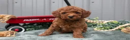 Toy Poodle dogs for sale: Parker - Ad 1