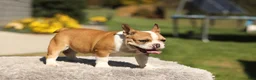 French Bulldog dogs for sale: Oasis – Fawn/White - Ad 4
