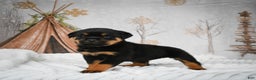 Rottweiler dogs for sale: Beretta - Ad 13