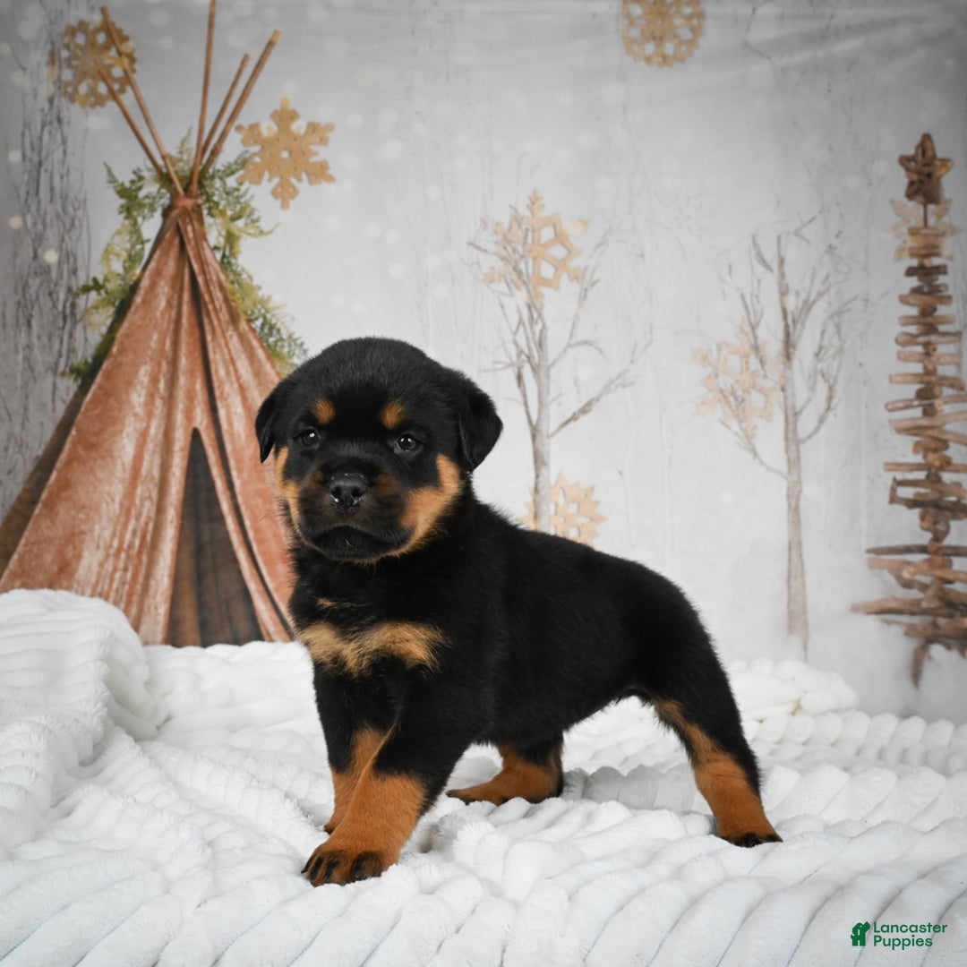 Rottweiler dogs for sale: Beretta - Ad 13