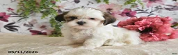 Shih Tzu dogs for sale: Terry - Ad 3