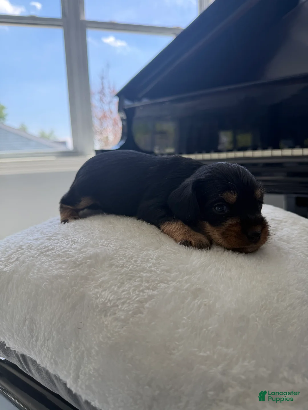 Cockapoo dogs for sale: Wisdom - Ad 1