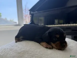 Cockapoo dogs for sale: Wisdom - Ad 1