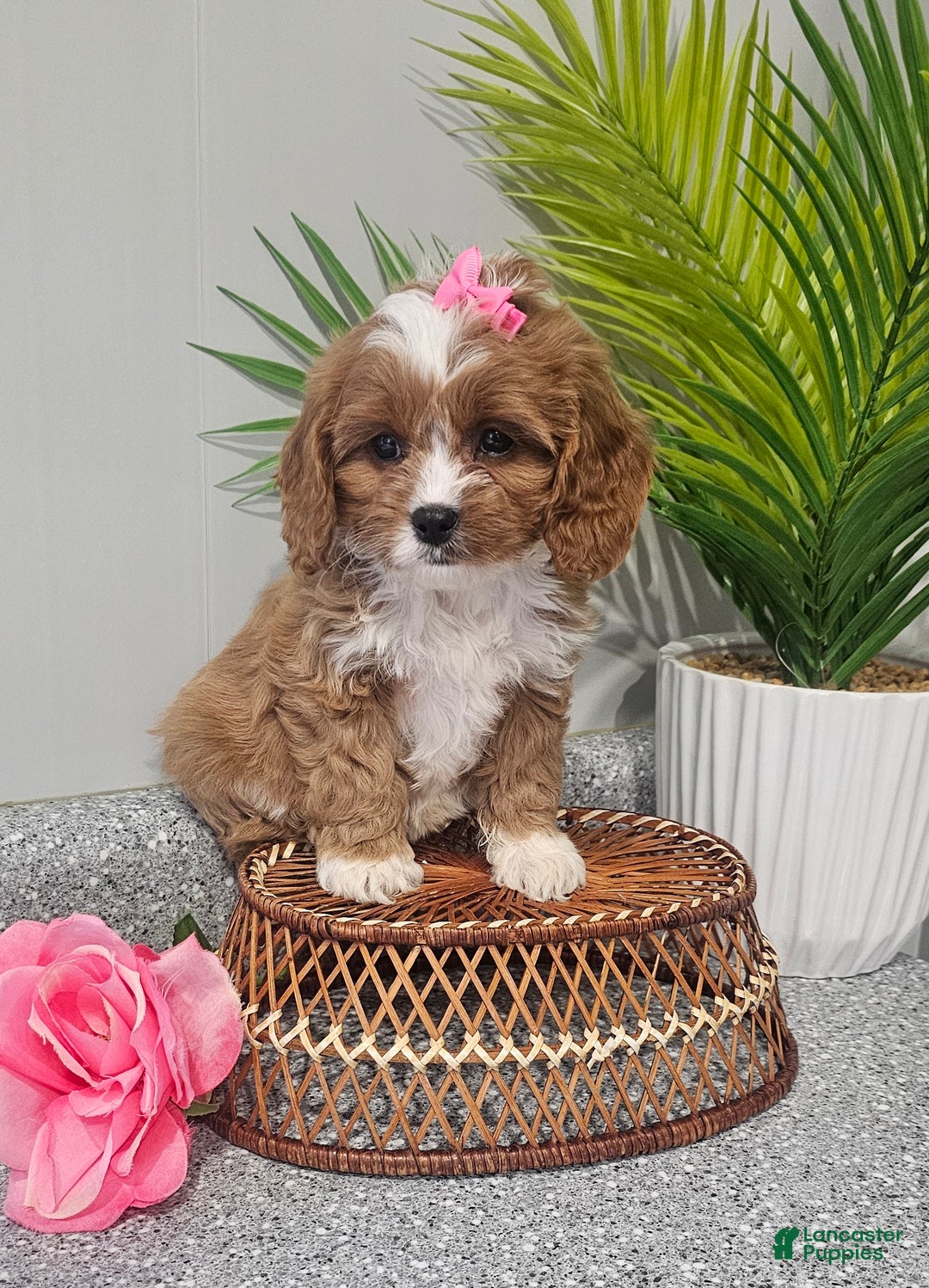 Cavapoo dogs for sale: Lil Shiloh  - Ad 11