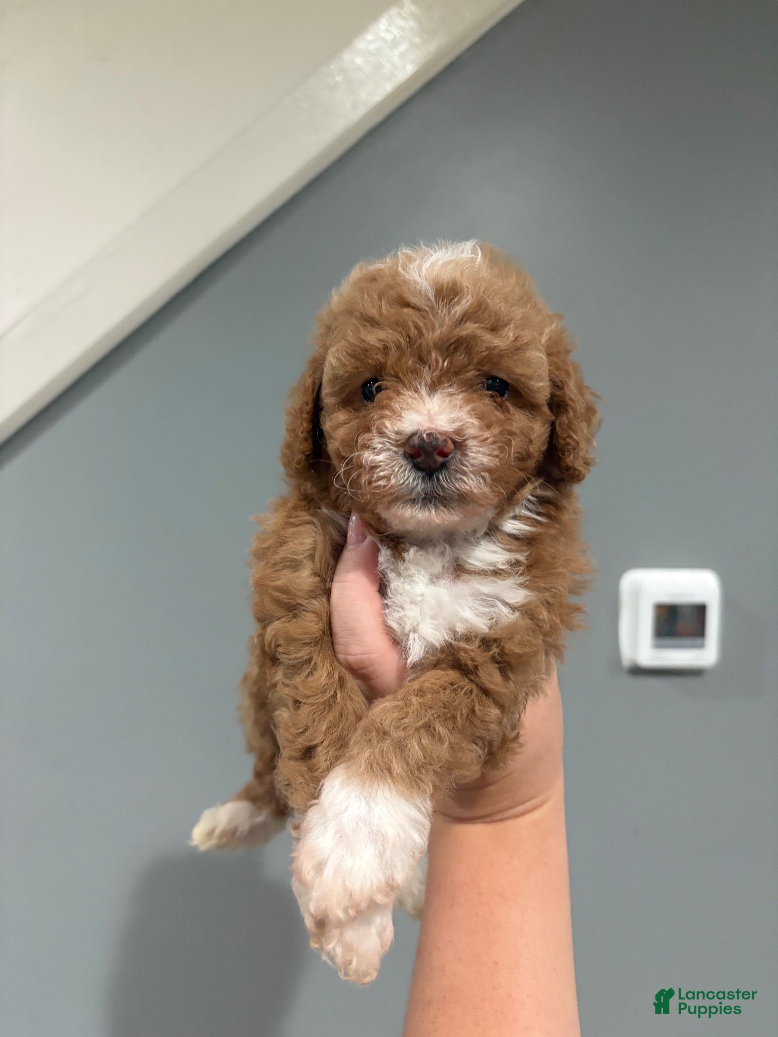 Miniature Poodle dogs for sale: Mini poodle  - Ad 1