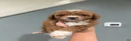 Miniature Poodle dogs for sale: Mini poodle  - Ad 1