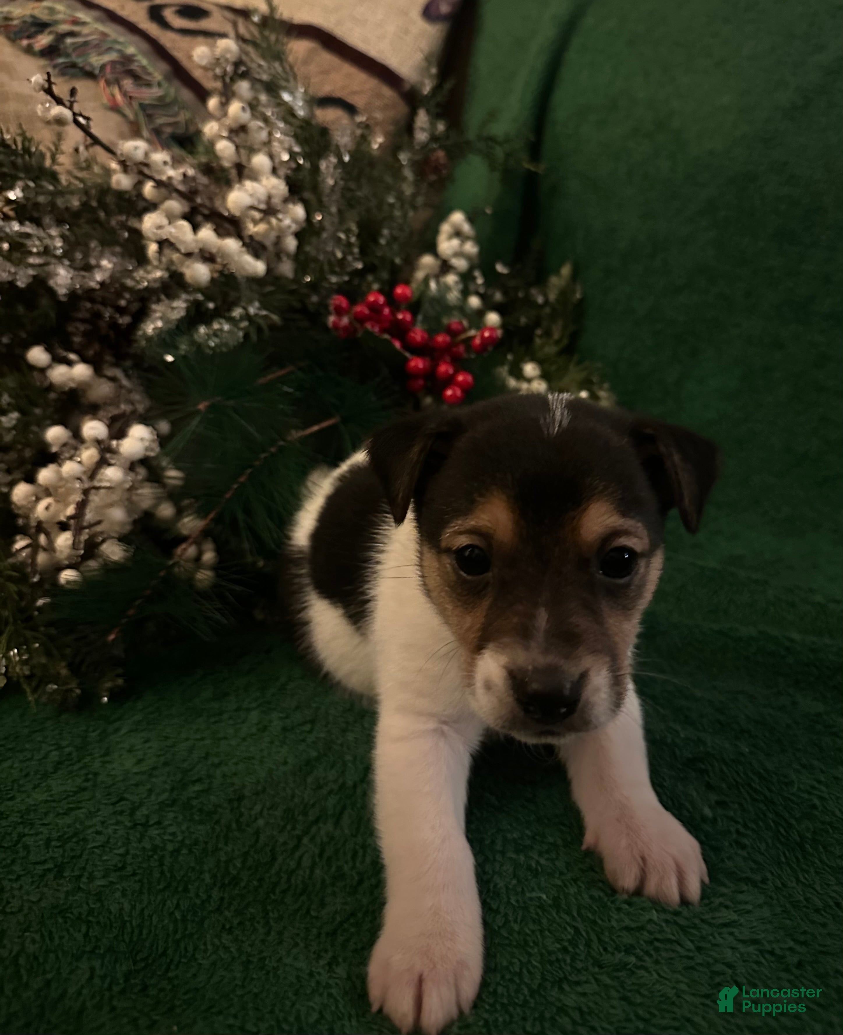 Jack Russell Terrier dogs Stoney - Ad 1