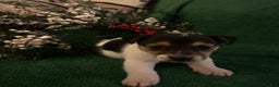 Jack Russell Terrier dogs for sale: Stoney - Ad 1