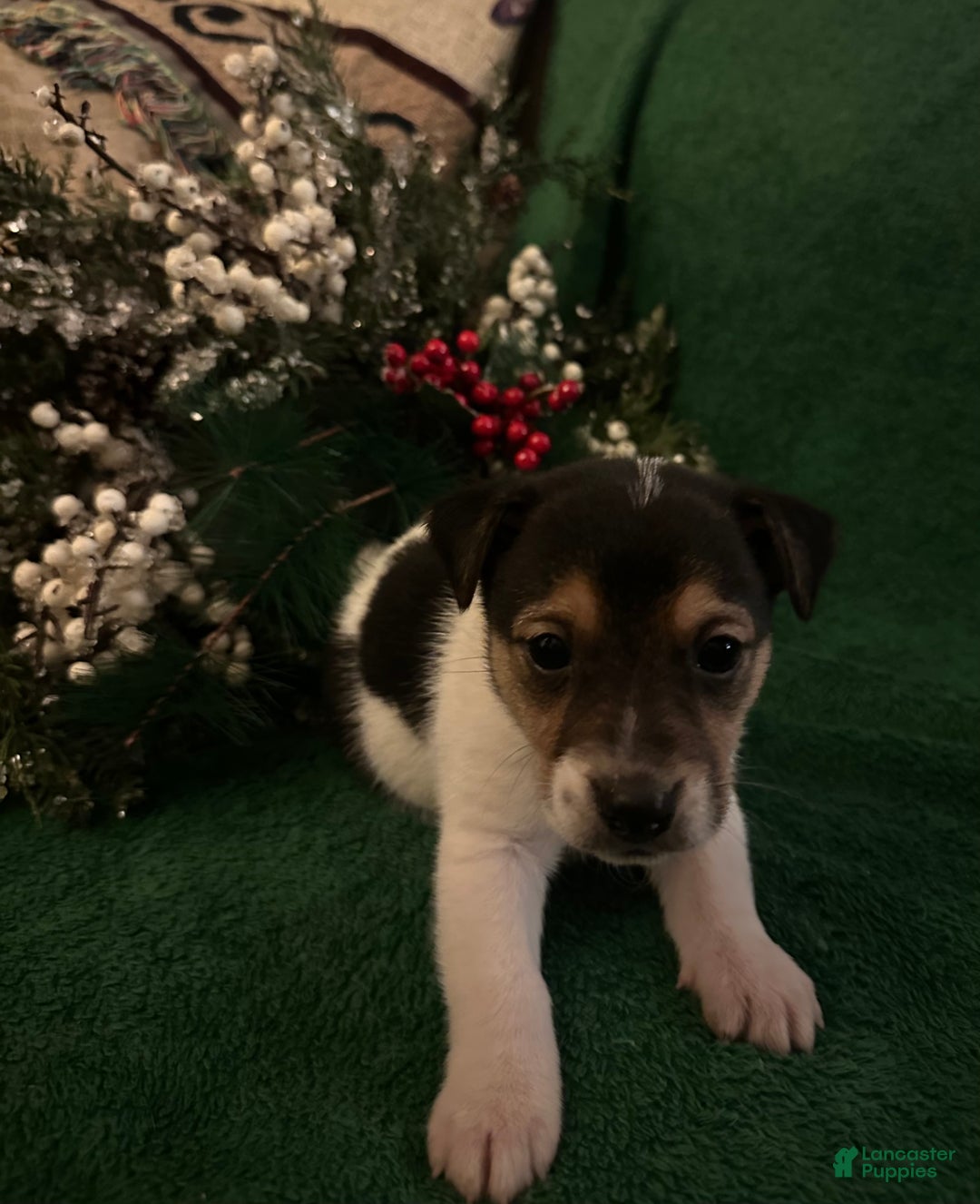 Jack Russell Terrier dogs for sale: Stoney - Ad 1