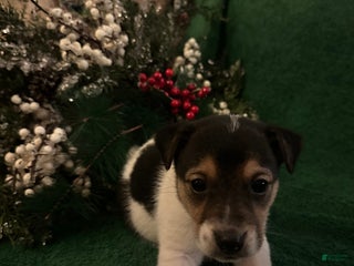 Jack Russell Terrier dogs Stoney - Ad 42