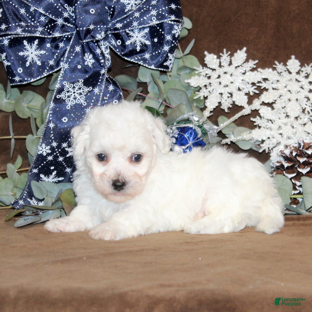 Bichon Frise dogs for sale: Toby - Ad 3