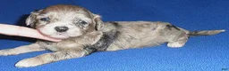Shihpoo dogs for sale: Muffin - Ad 8
