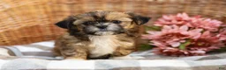 Shih Tzu dogs for sale: Andranella - Ad 3
