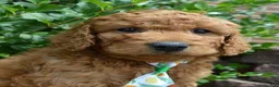 Mini Goldendoodle dogs for sale: Mini Gus - Ad 13