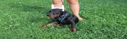 Doberman Pinscher dogs for sale: Doberman Pinscher 1 - Ad 21