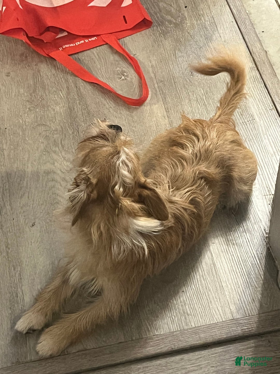 Mixed Breed dogs for sale: Mixed Breed Puppy 1 - Ad 3