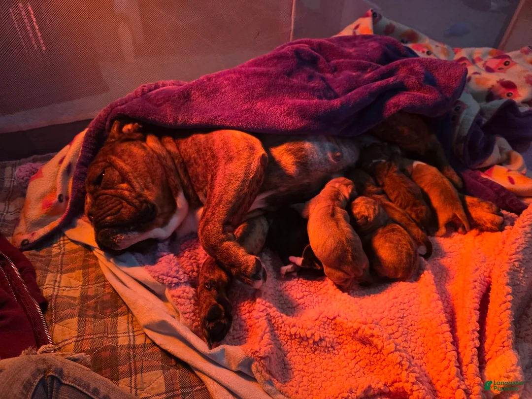 Mixed Breed dogs for sale: Bruno - Ad 4