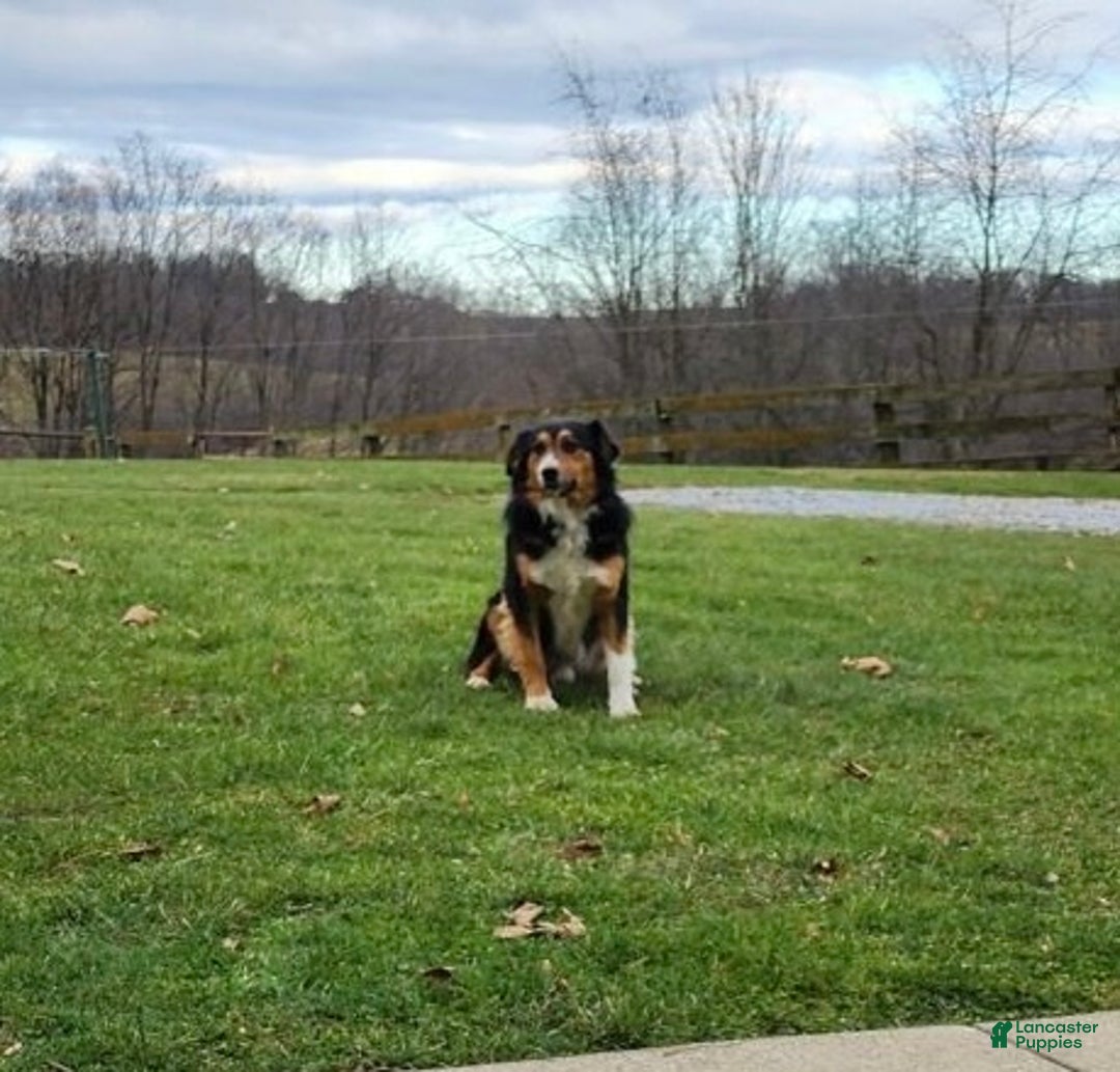 Australian Shepherd dogs for sale: Jace - Ad 6