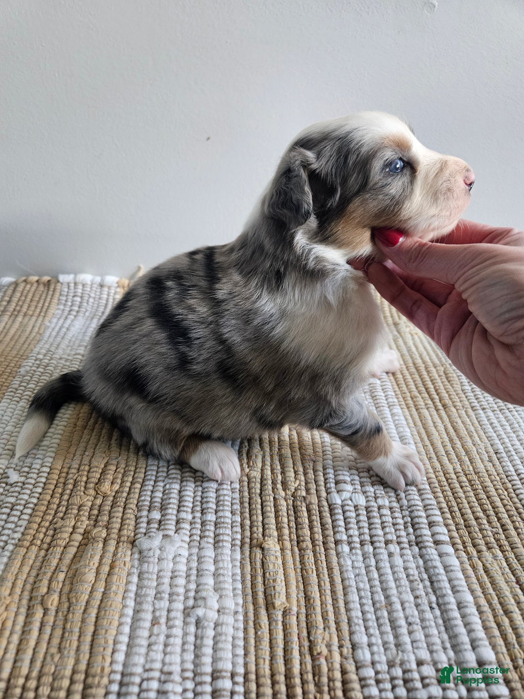 Australian Shepherd dogs for sale: Cassidy blue eyes - Ad 1