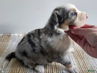 Australian Shepherd dogs Cassidy blue eyes - Ad 38