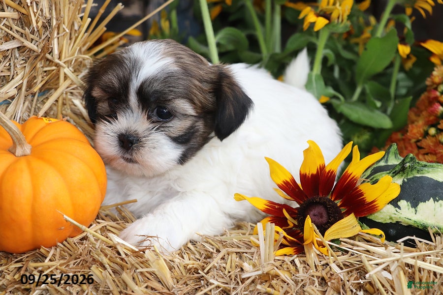 Shih Tzu dogs Pumpkin - Ad 2