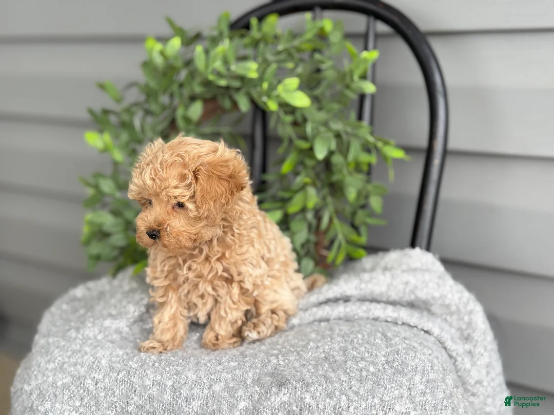 Maltipoo dogs for sale: Tillie - Ad 8