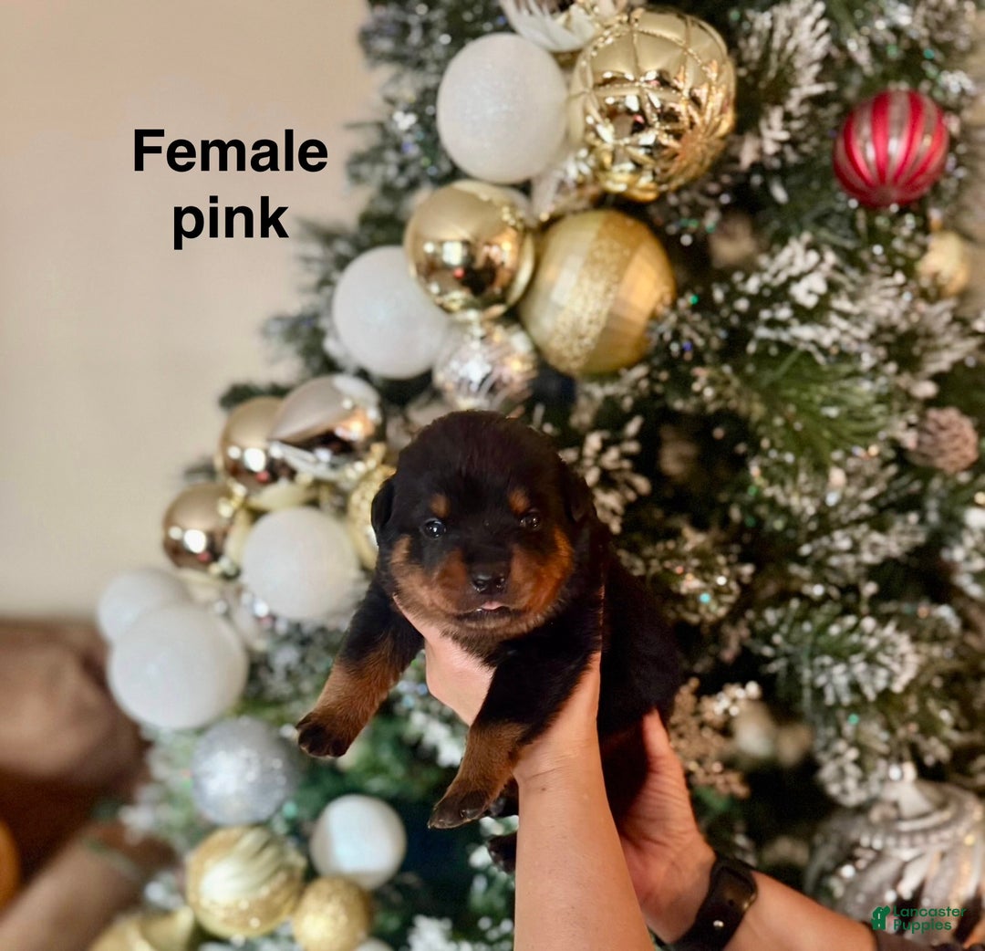 Rottweiler dogs for sale: Rottweiler Puppy 4 - Ad 1