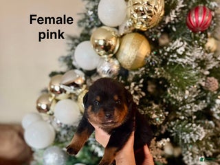 Rottweiler dogs Rottweiler Puppy 4 - Ad 34