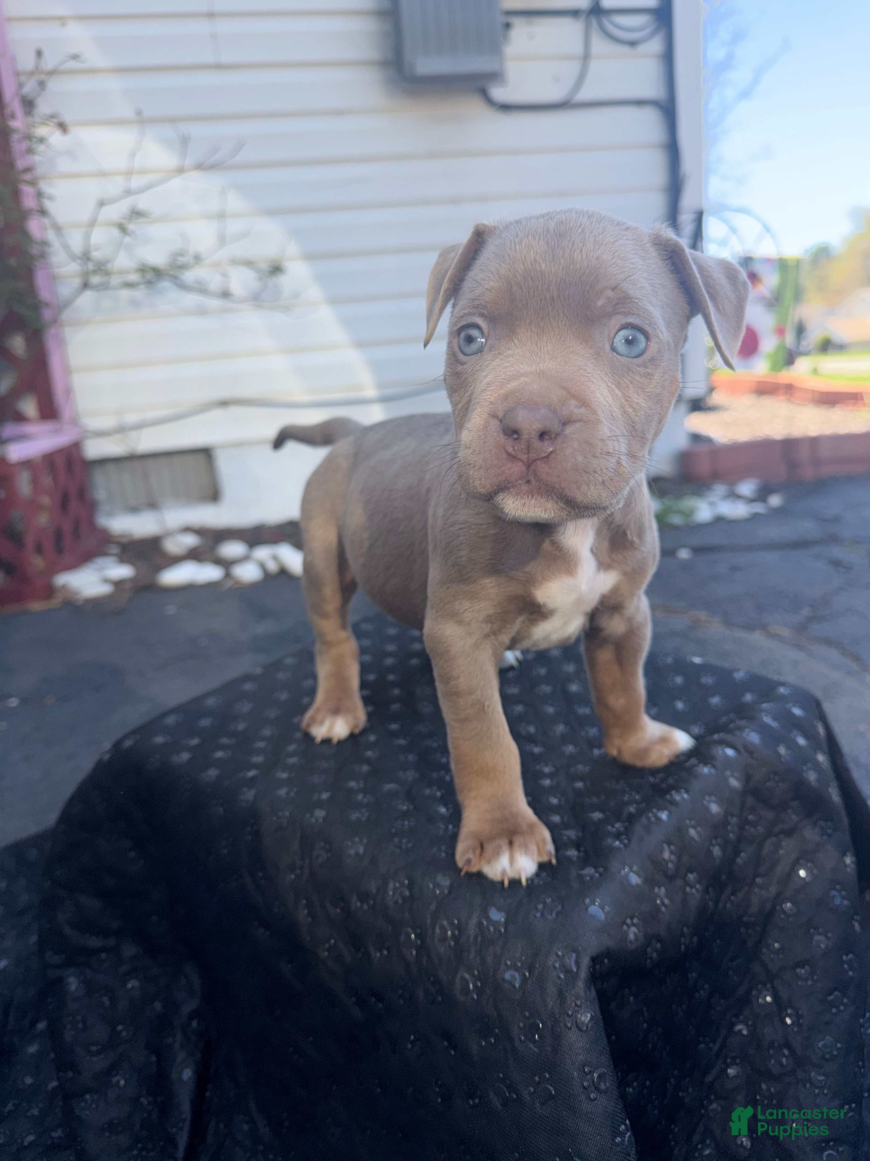 American Bully dogs American XL Bully, red - Ad 1