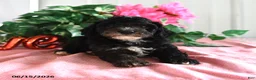 Miniature Poodle dogs for sale: Bessie - Ad 1