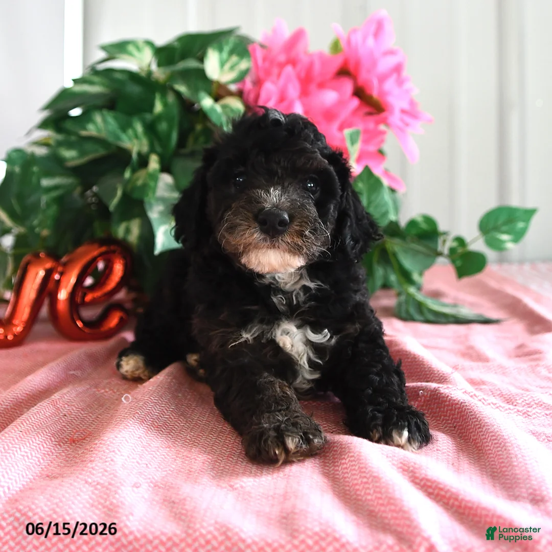 Miniature Poodle dogs for sale: Bessie - Ad 1