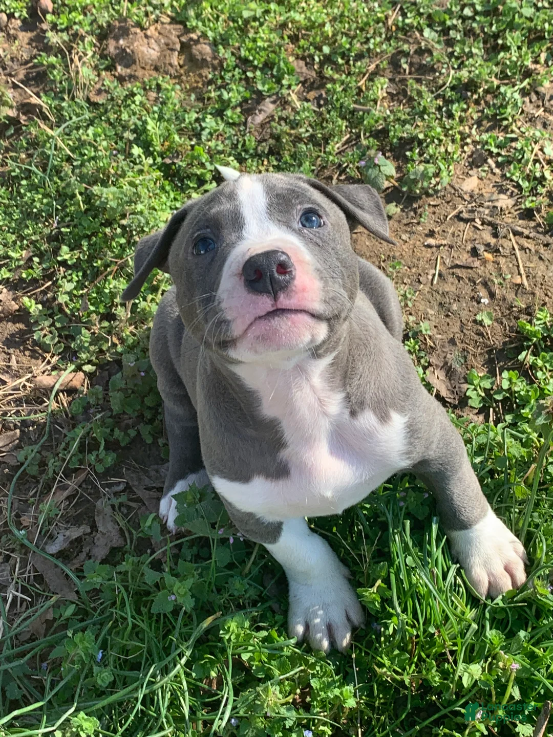 American Pit Bull Terrier dogs for sale: Hercules - Ad 2