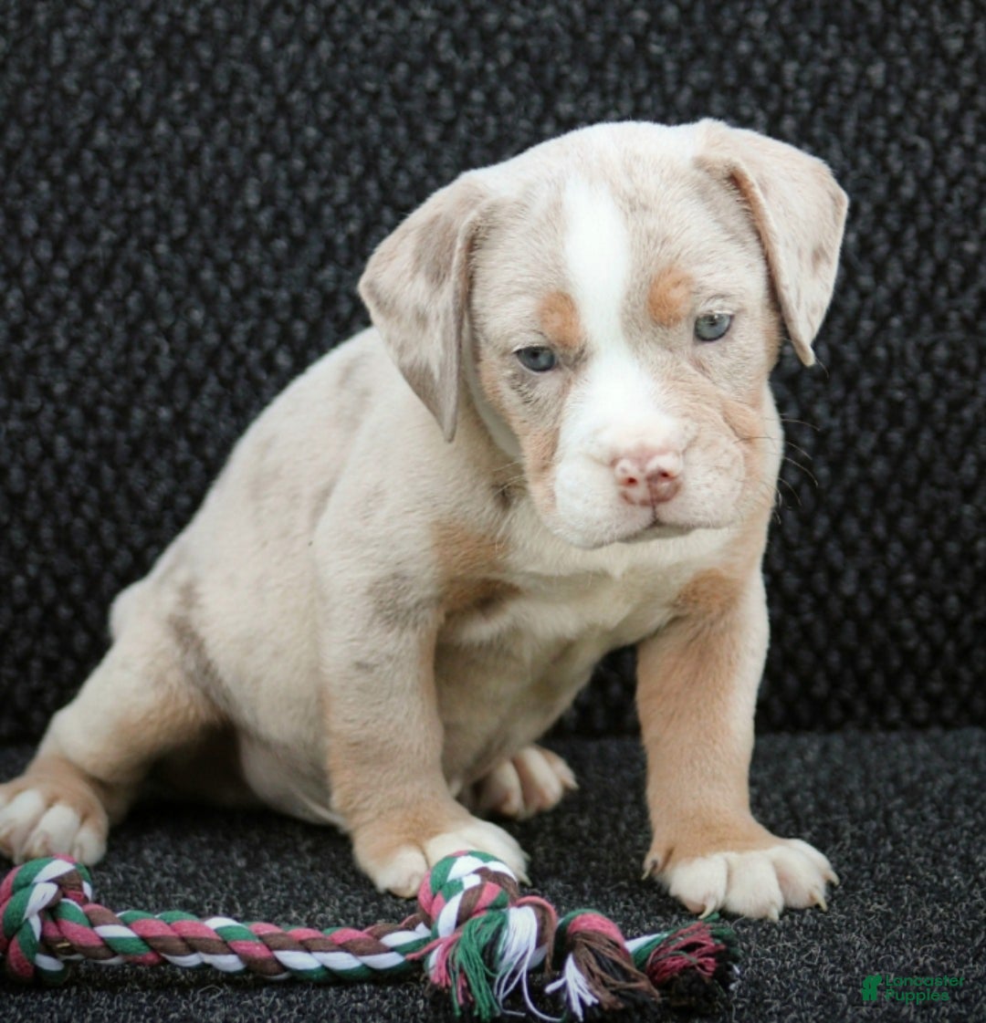 Beabull dogs Bo - Ad 2