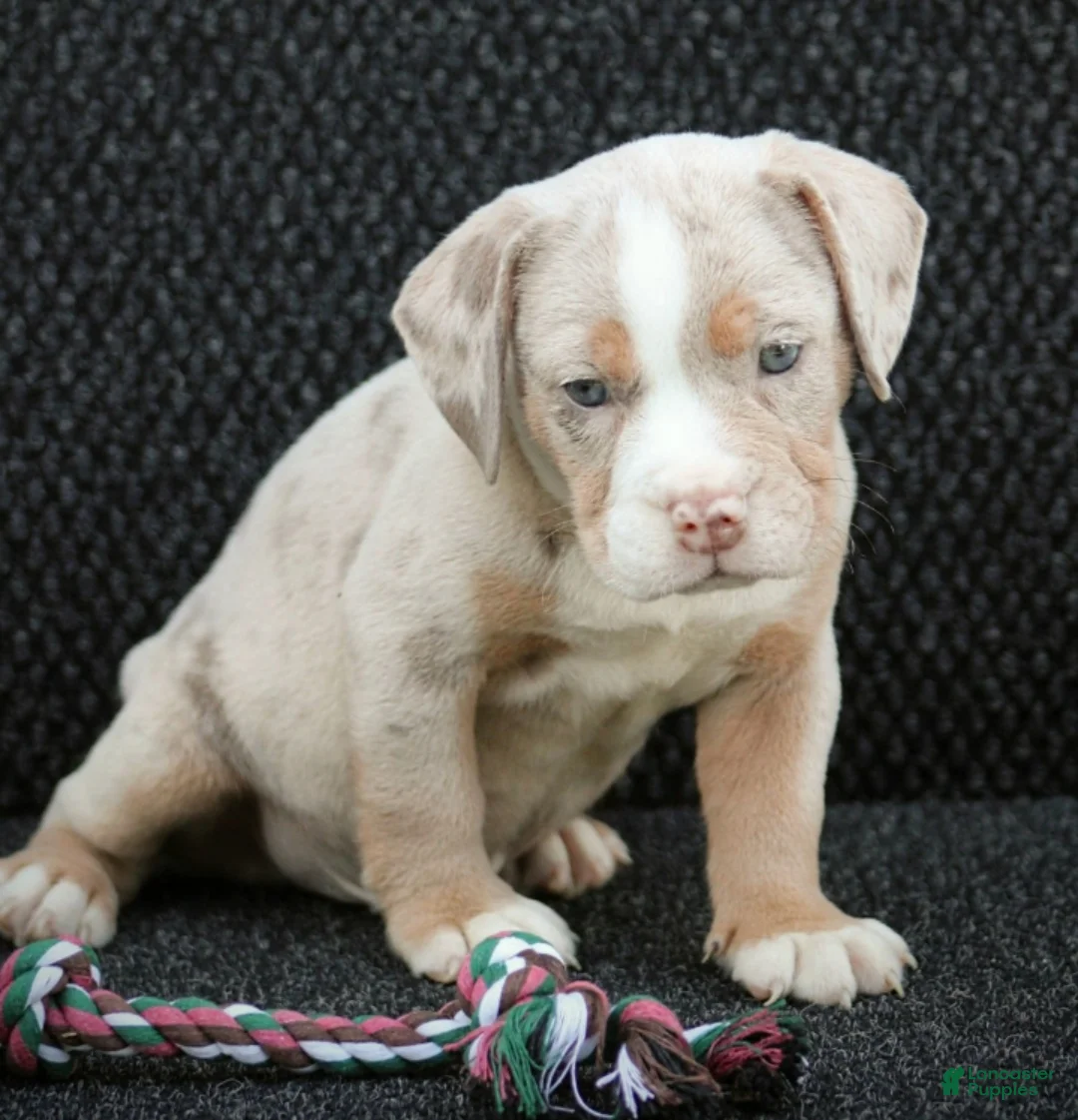 Beabull dogs for sale: Bo - Ad 2