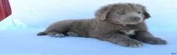 Newfoundland dogs for sale: Chloe - Ad 5