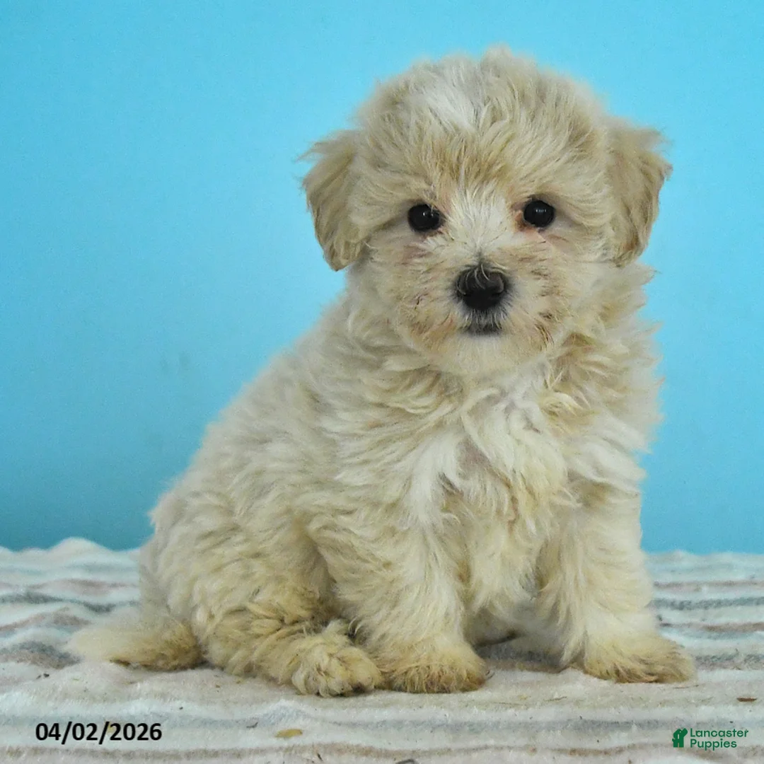 Maltipoo dogs for sale: Lily - Ad 3