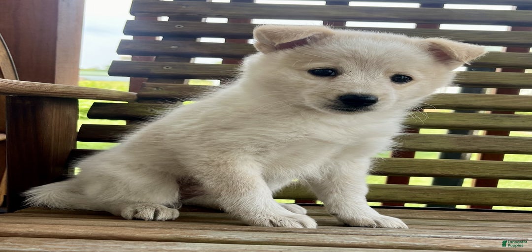 Gallery Image {{count}}