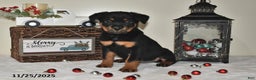 Rottweiler dogs for sale: Alisa - Ad 1