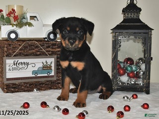 Rottweiler dogs Alisa - Ad 38