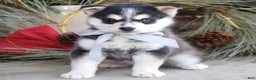 Pomsky dogs for sale: Skye - Ad 3