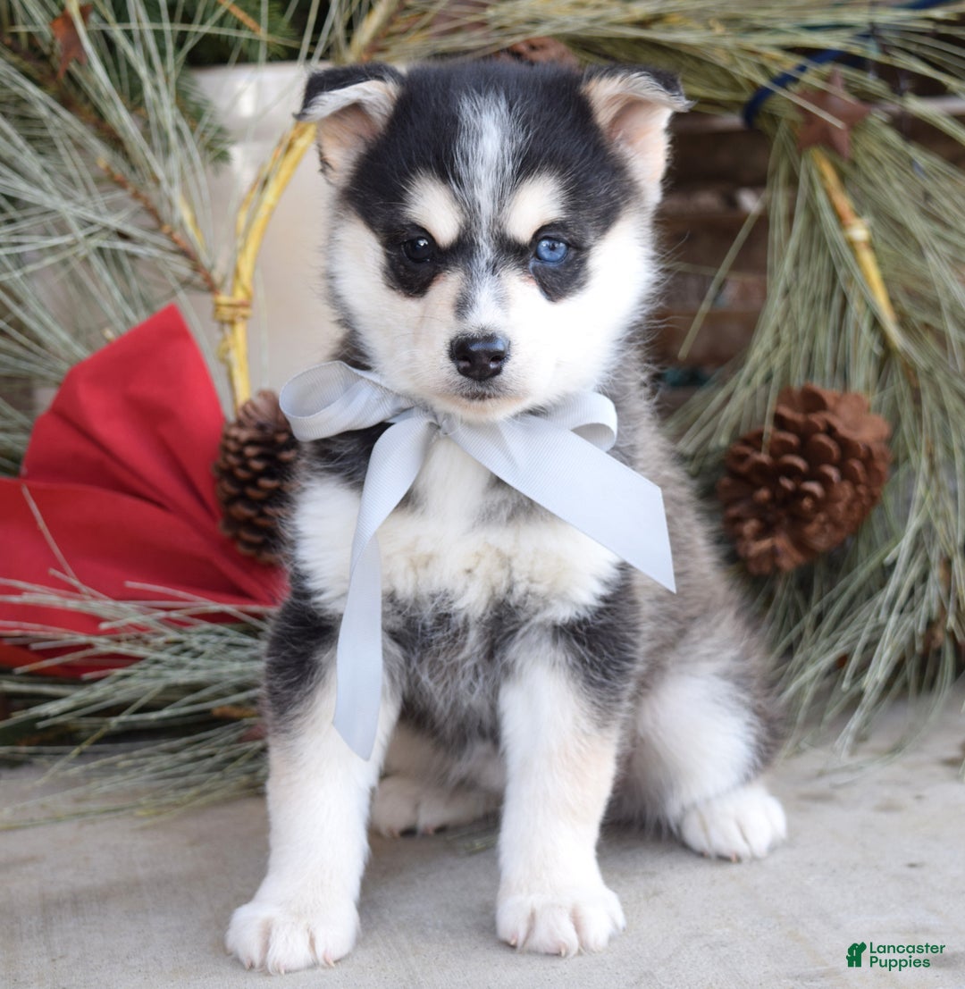 Pomsky dogs for sale: Skye - Ad 3