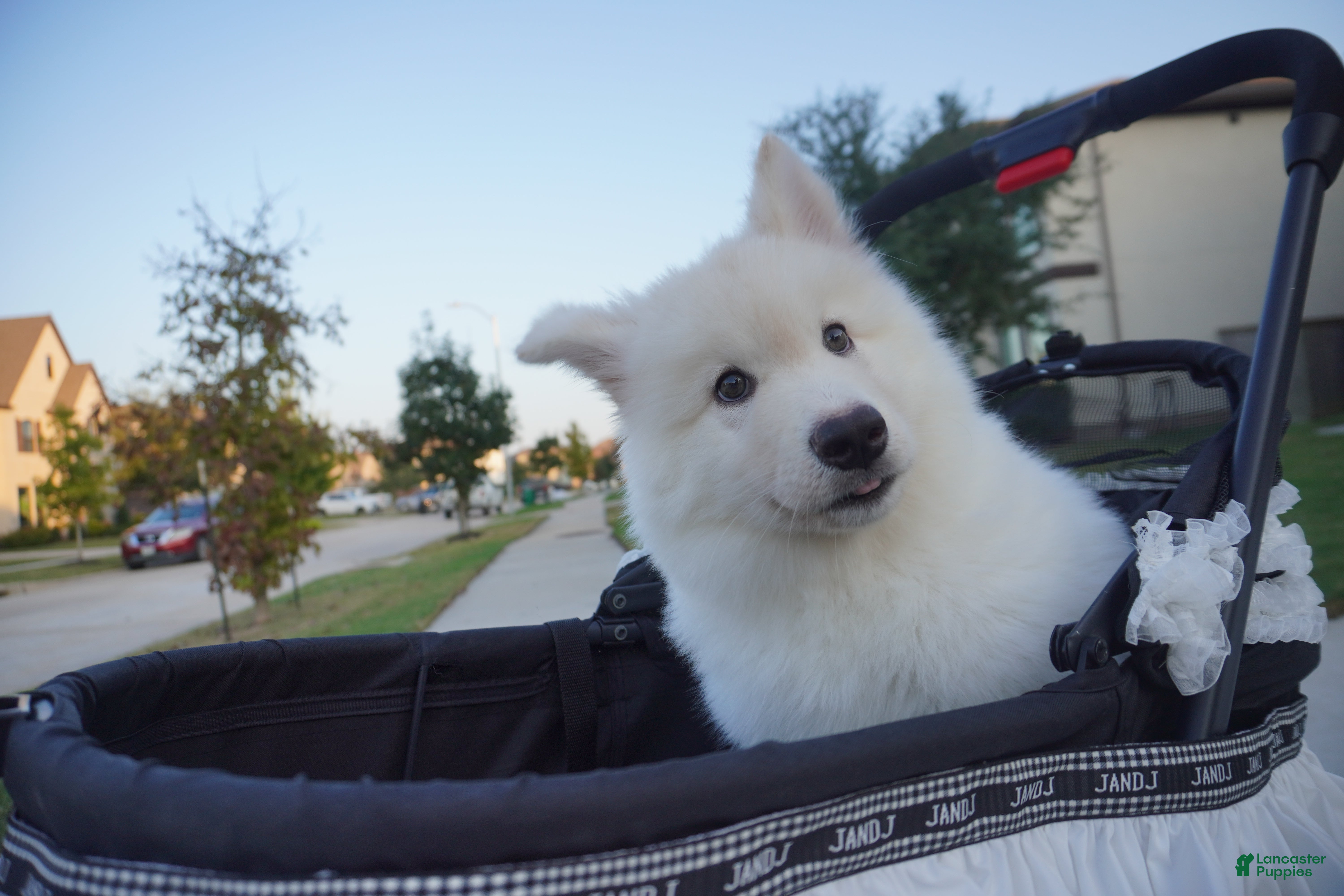 Alaskan Malamute dogs Xi Xi - Ad 11